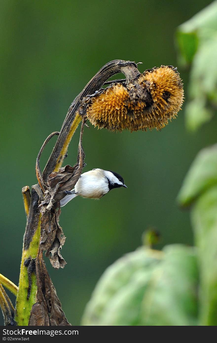 Black Capped Chickadee