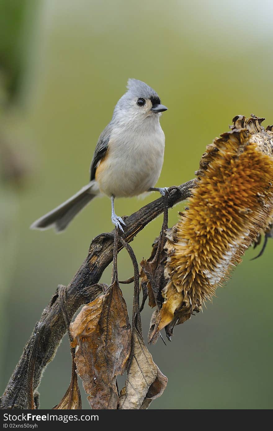 Tufted Titmouse a3