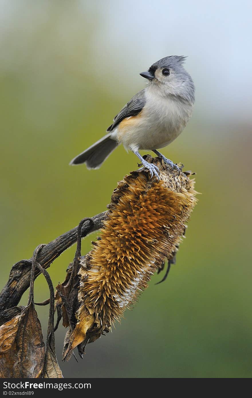 Tufted Titmouse a4