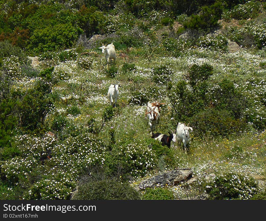 Sardinia landscape with goats