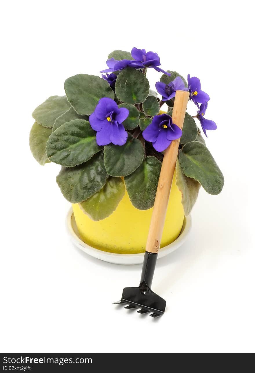 Beautiful Violet Flower in Pot with Rake Isolate