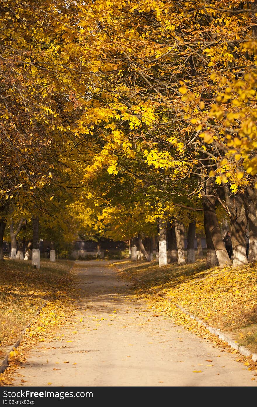 Photo of golden leaves strewn road and some of them falling. Photo of golden leaves strewn road and some of them falling