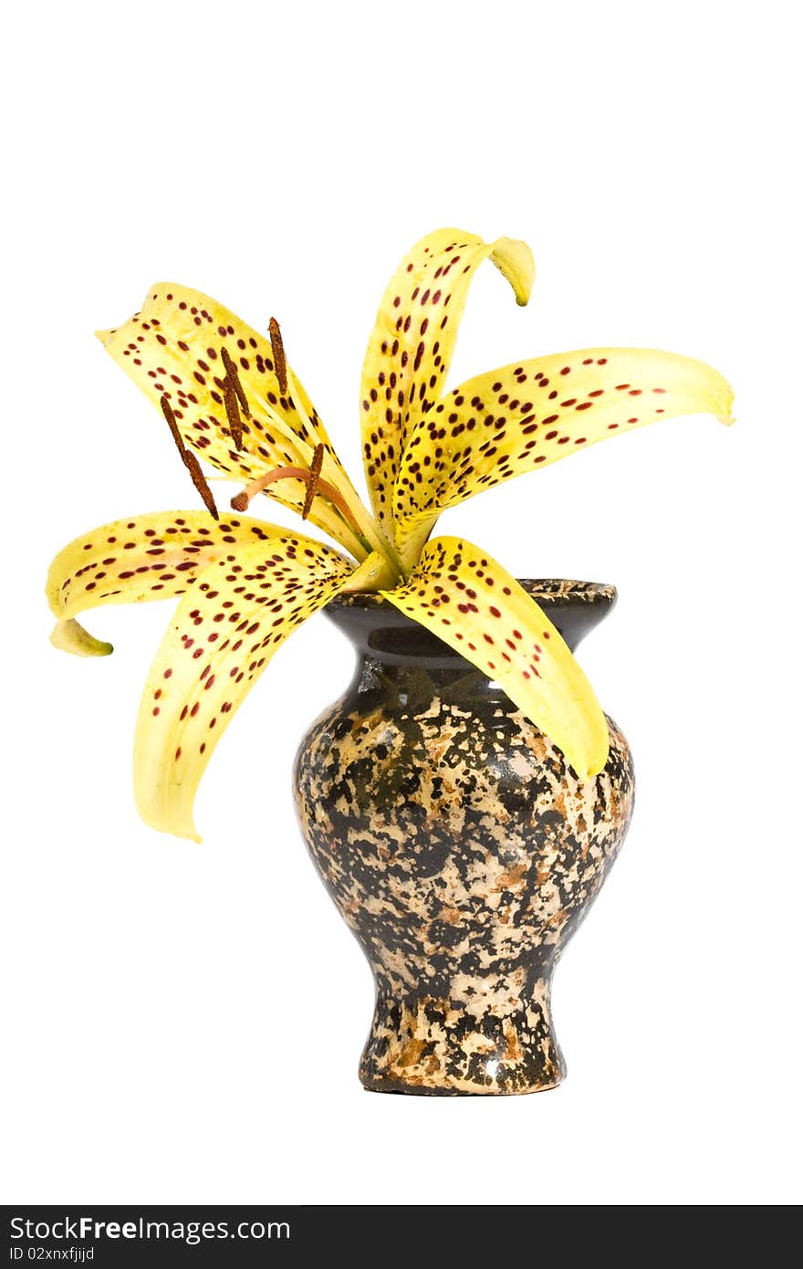 Lily in a ceramic vase