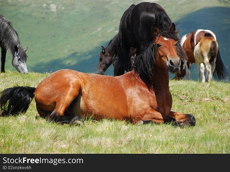 Beautiful wild horses in wilderness