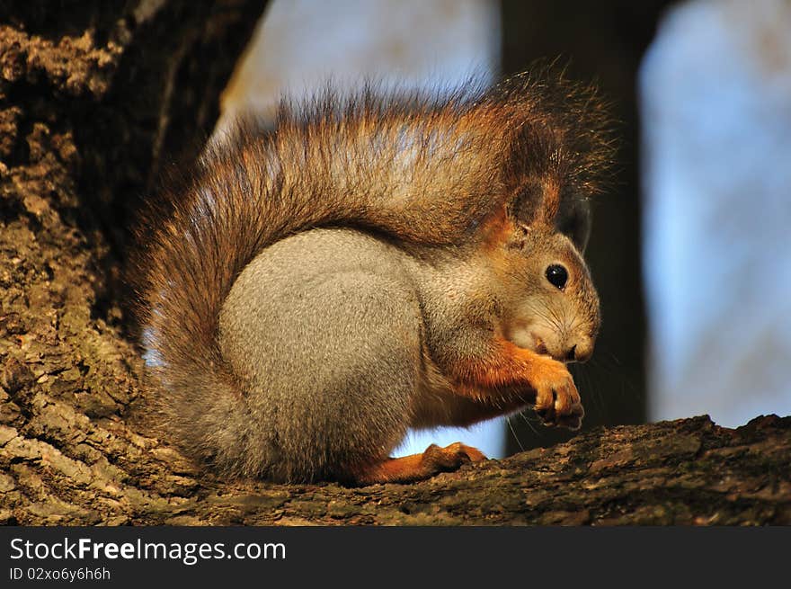 Red squirrel.