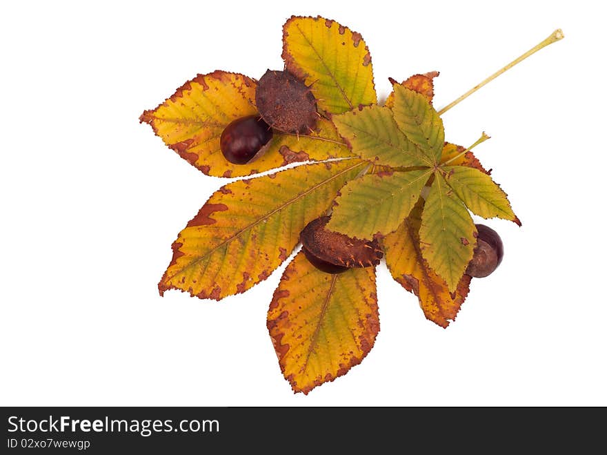 Chestnuts with shell on the yellow leaves on white background isolated. Chestnuts with shell on the yellow leaves on white background isolated