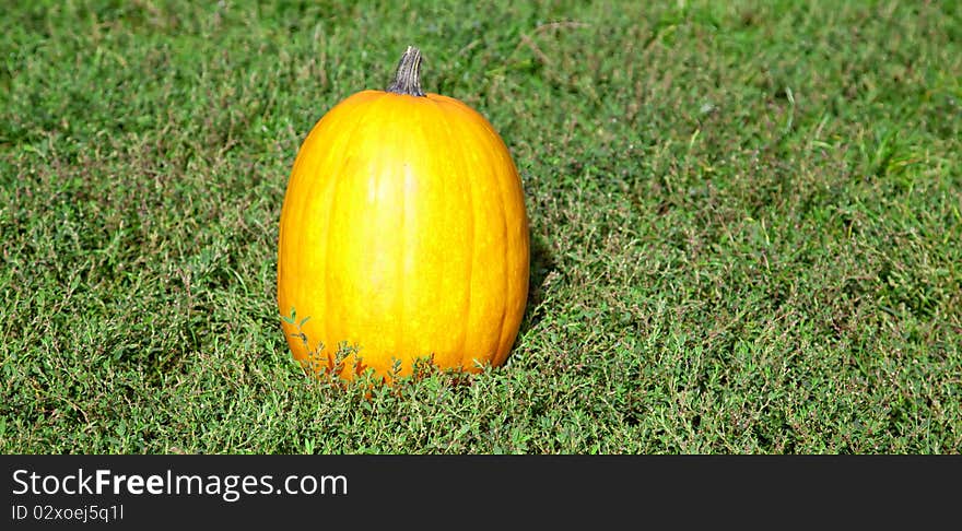 Pumpkin at green grass. Outdoor photo.