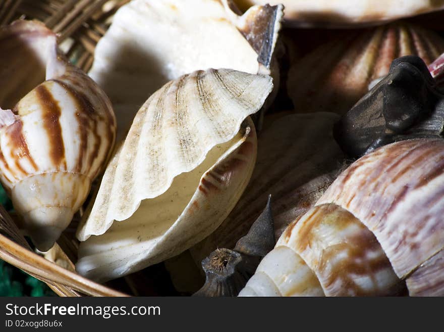 Some sea shells in a wooden basket. Some sea shells in a wooden basket