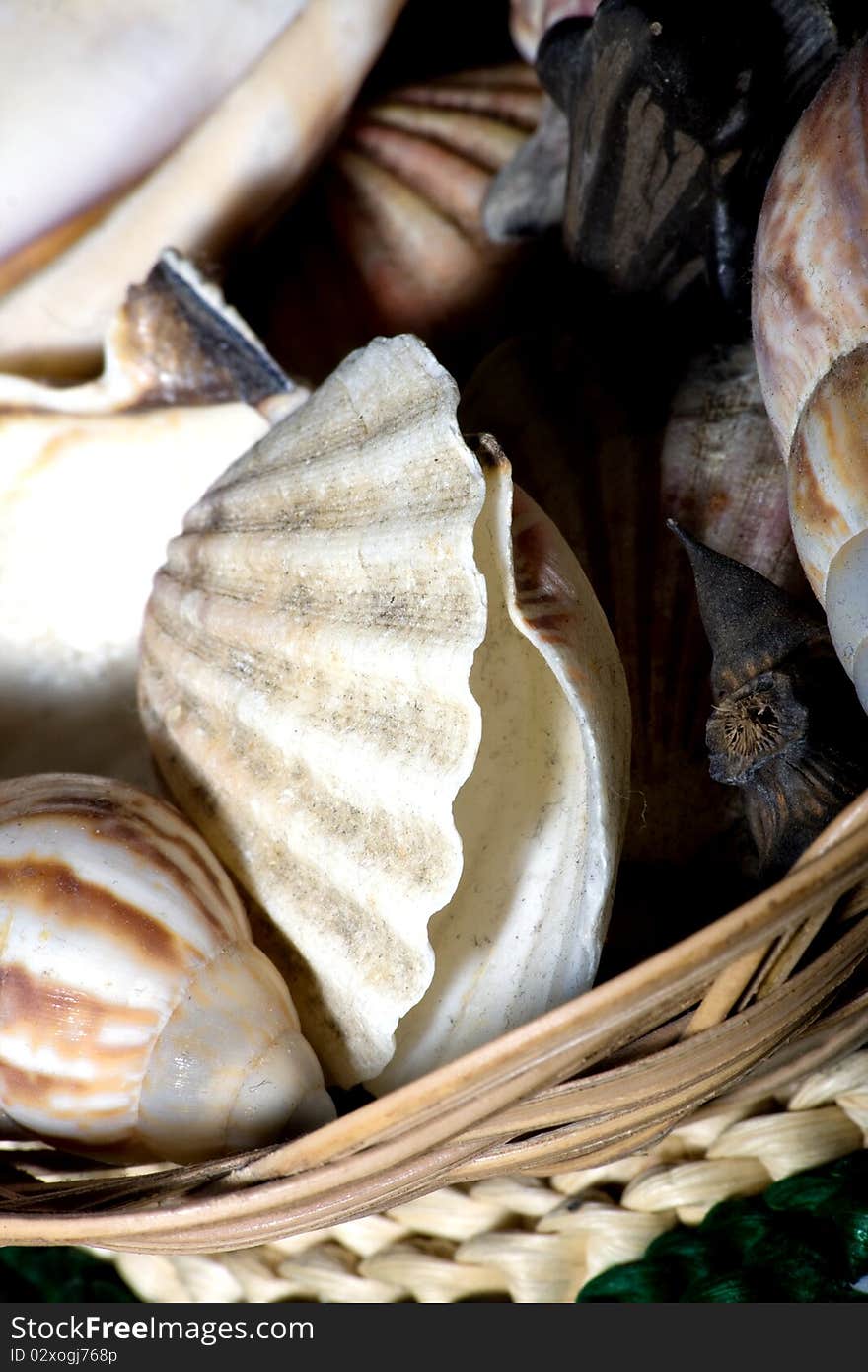 Sea shells in a basket