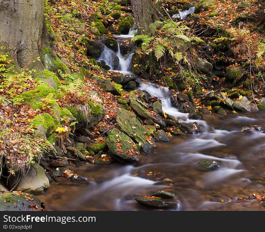 Forest stream in colored autumn