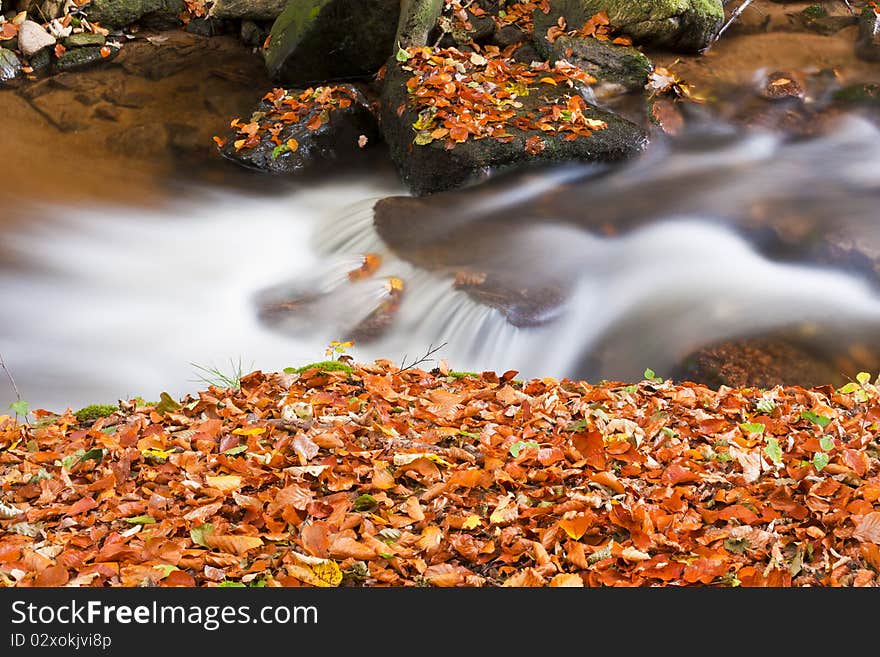 Forest stream in colored autumn