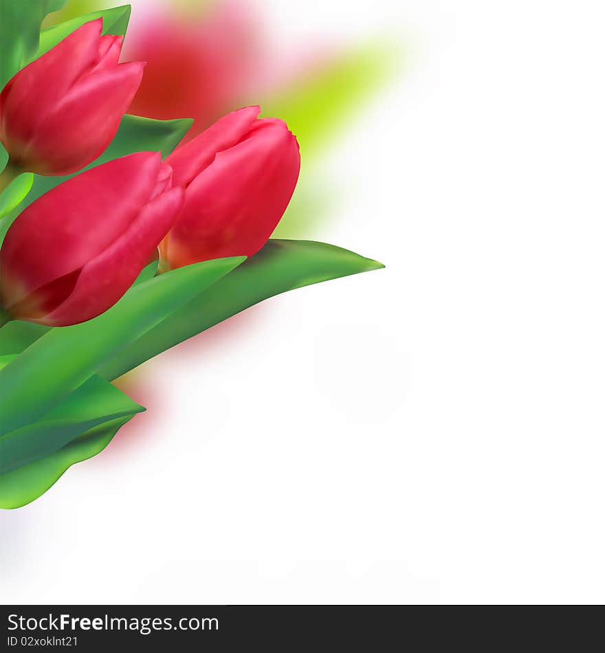 Spring holiday red tulip flowers on white background. EPS 8 file included. Spring holiday red tulip flowers on white background. EPS 8 file included