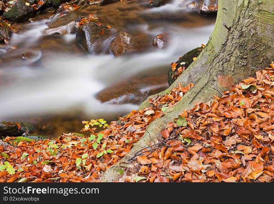 Forest stream in colored autumn