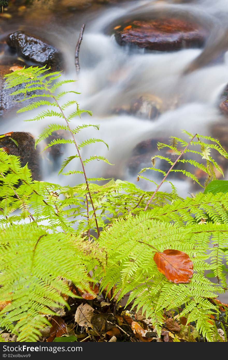 Forest stream in colored autumn