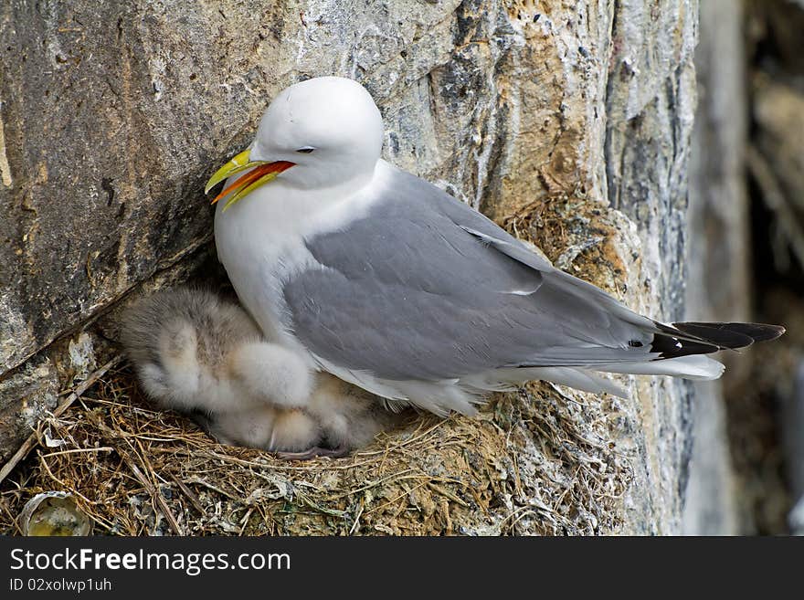 Kittiwake at Nest