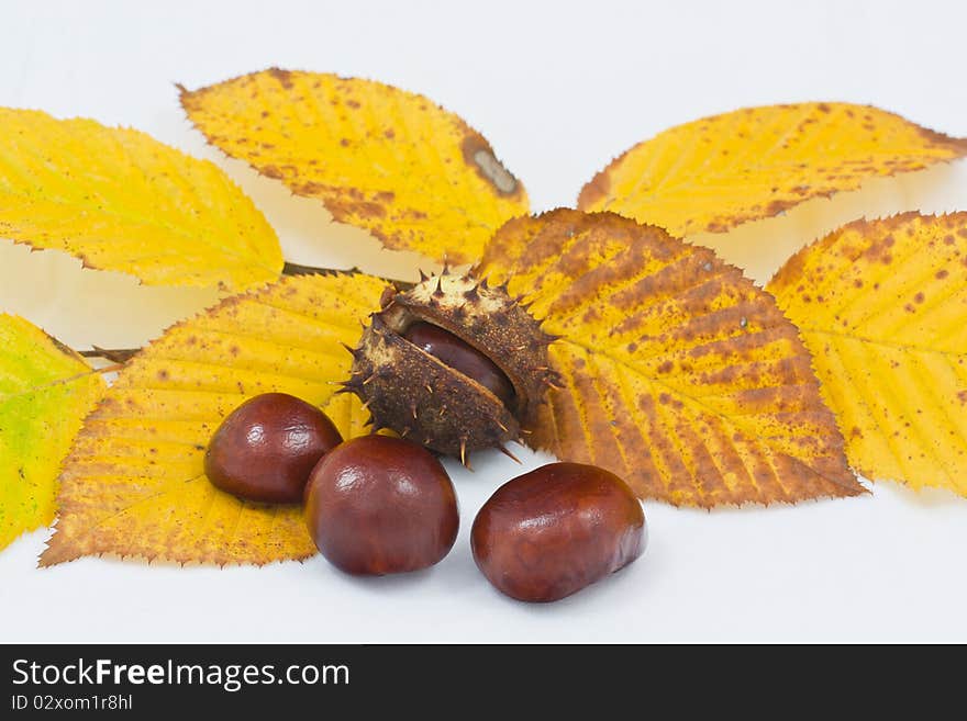 Autumn background with colorful fall leaves