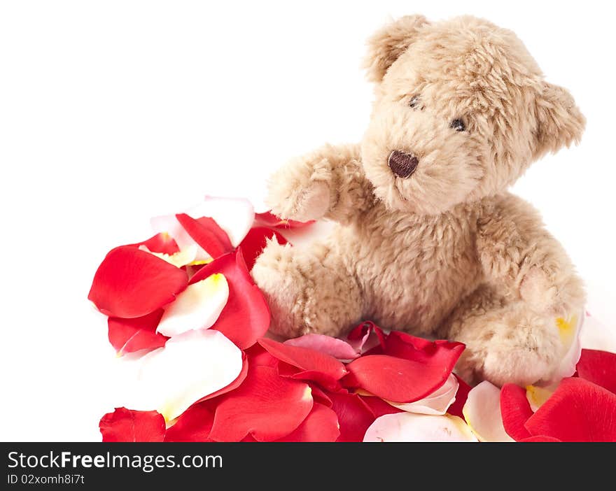 Little Brown Teddy on Rose Petals