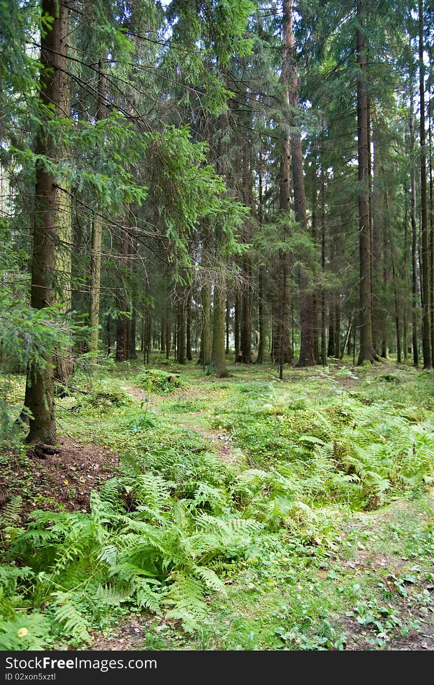 Deep forest in mid-summer