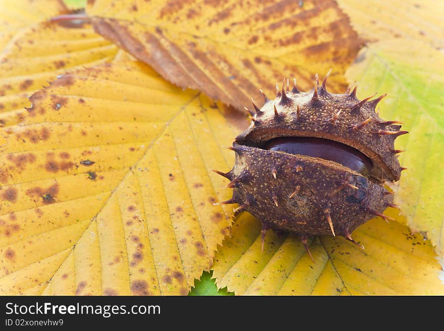 Autumn background with colorful fall leaves