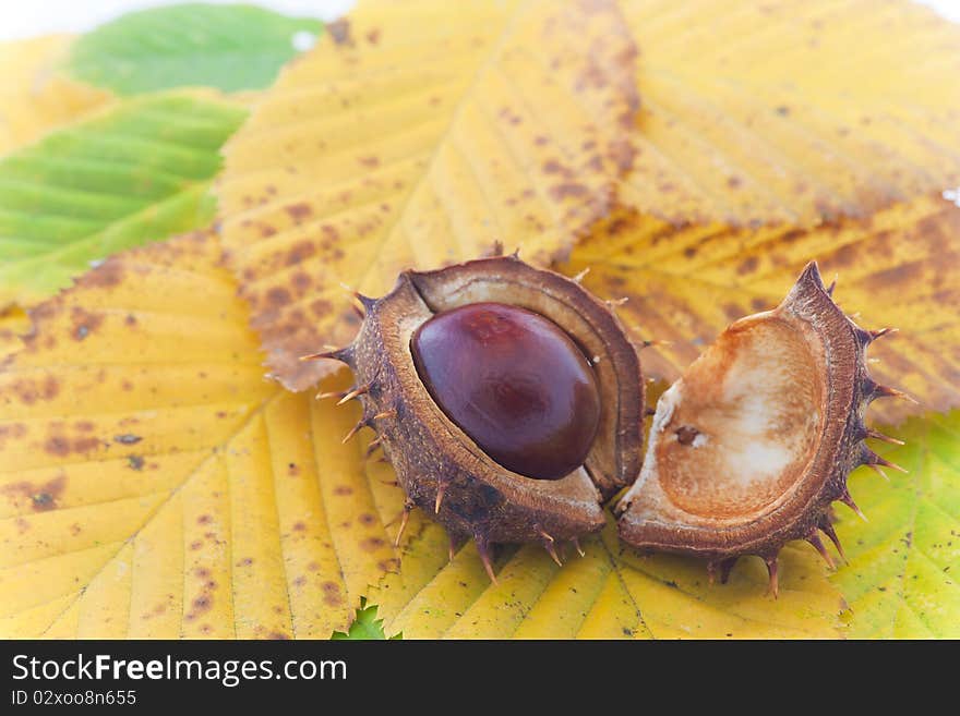 Autumn background with colorful fall leaves