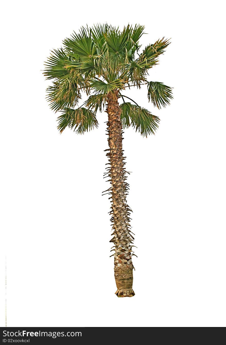 Palm