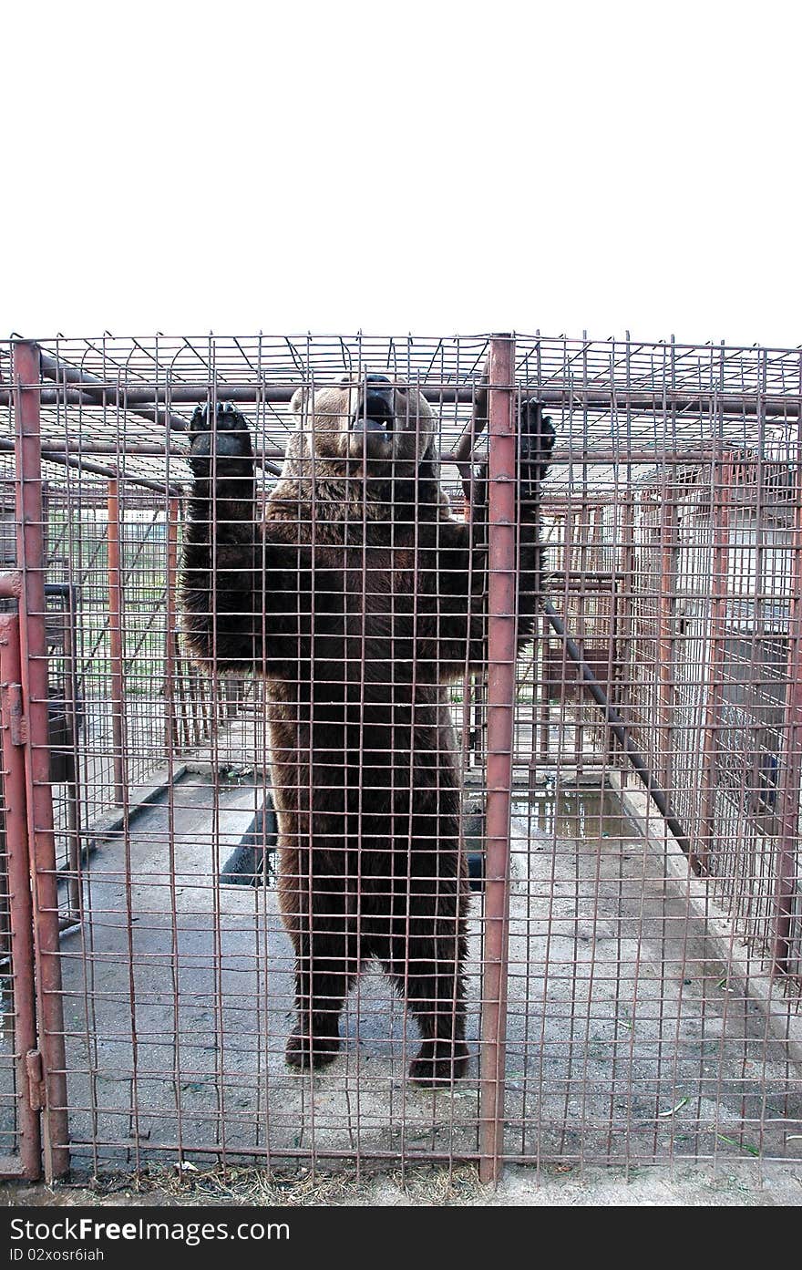 A brown bear bred in captivity. A brown bear bred in captivity