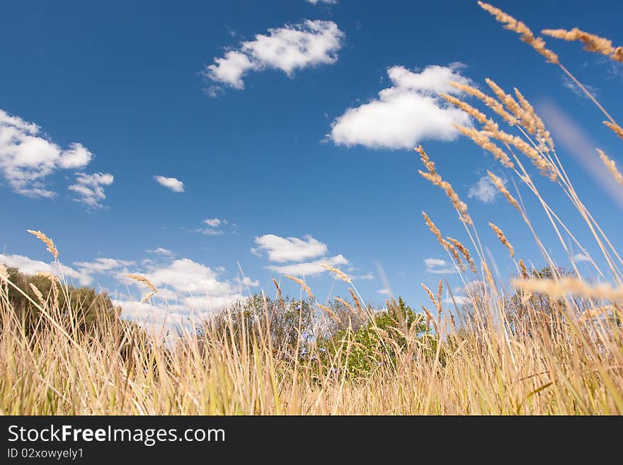 Yellow meadow under a blue sky. Yellow meadow under a blue sky