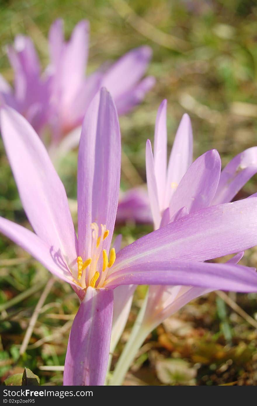 Purple flowers