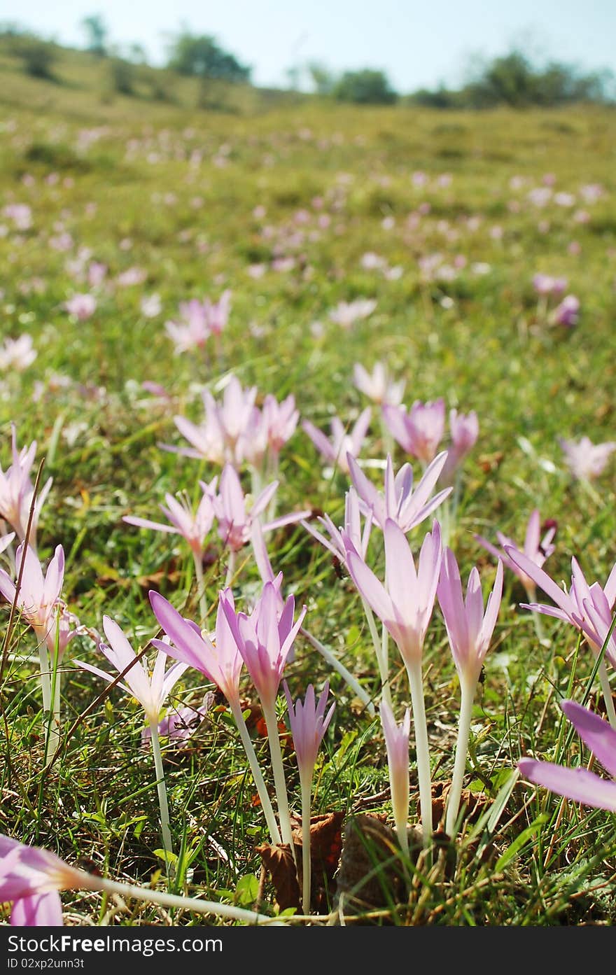 Beautiful autumn crocus flower meadow .