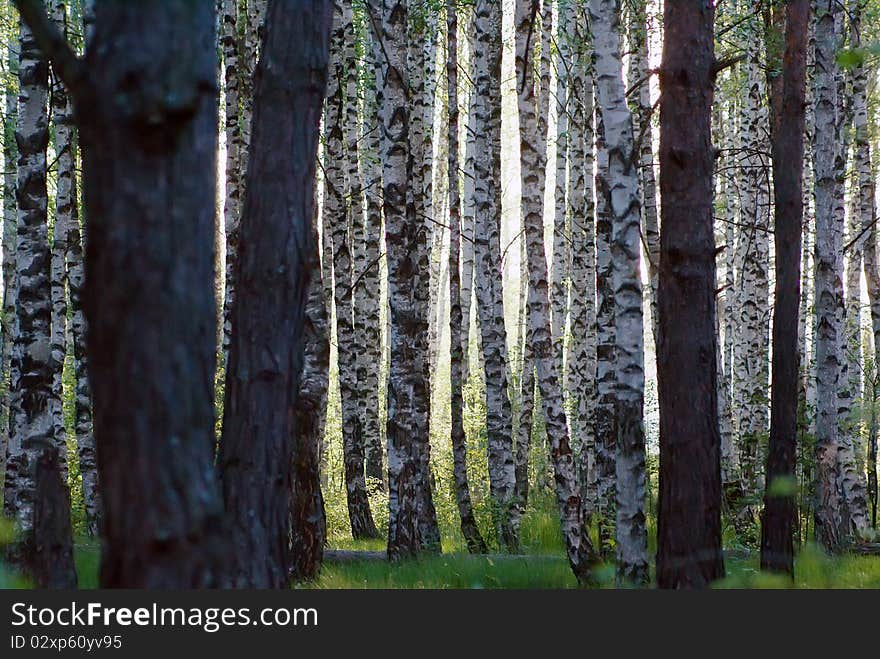 Morning in wood