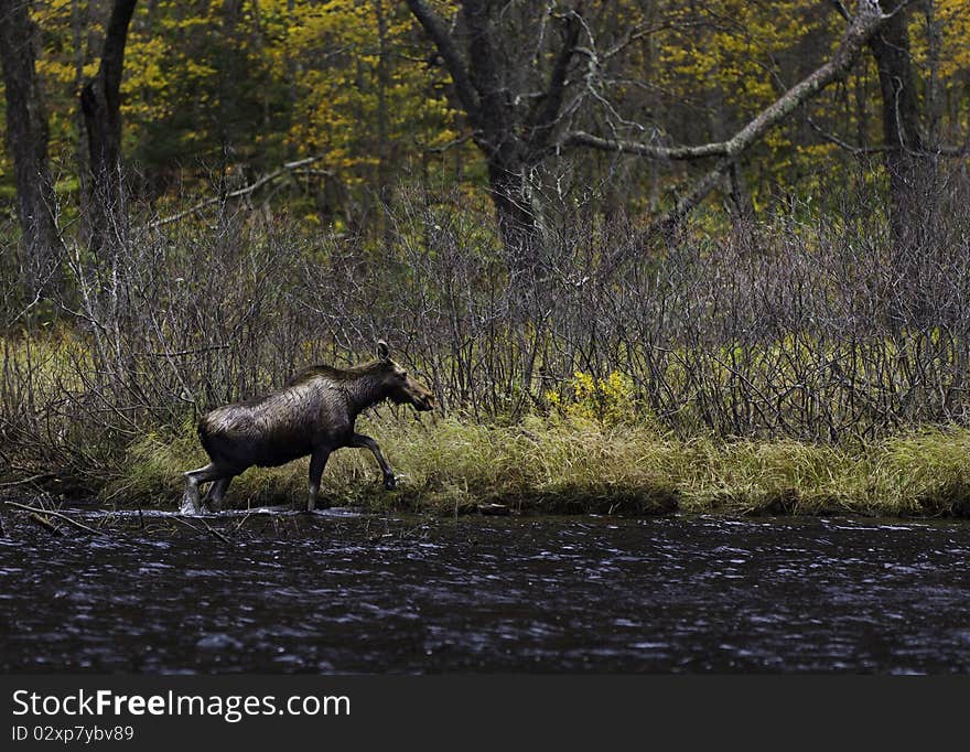 Female moose passing near a river.