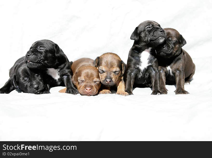 Portrait of a snuggling group of 6 week old Patterdale terrier puppies. Portrait of a snuggling group of 6 week old Patterdale terrier puppies