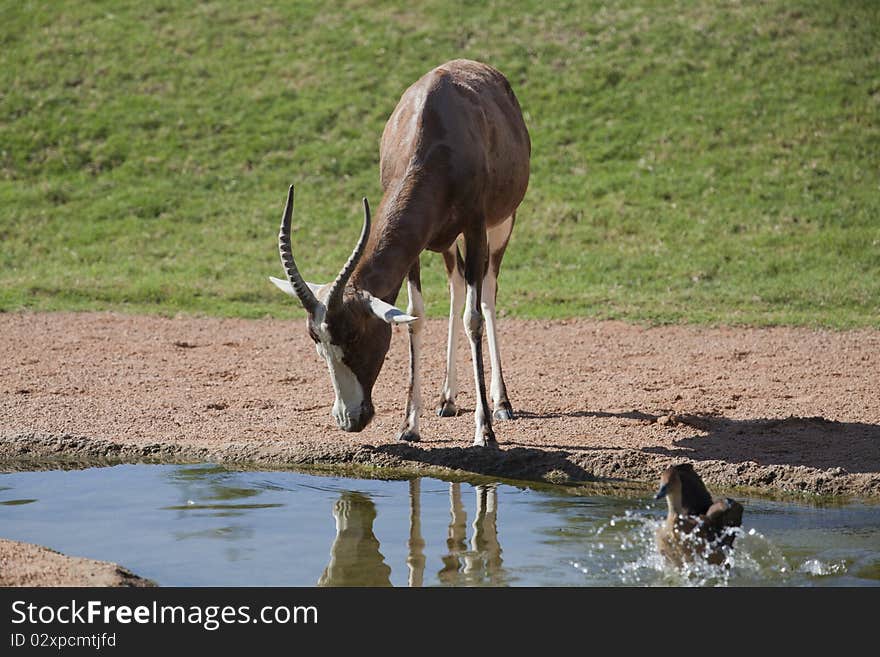 Sitatunga