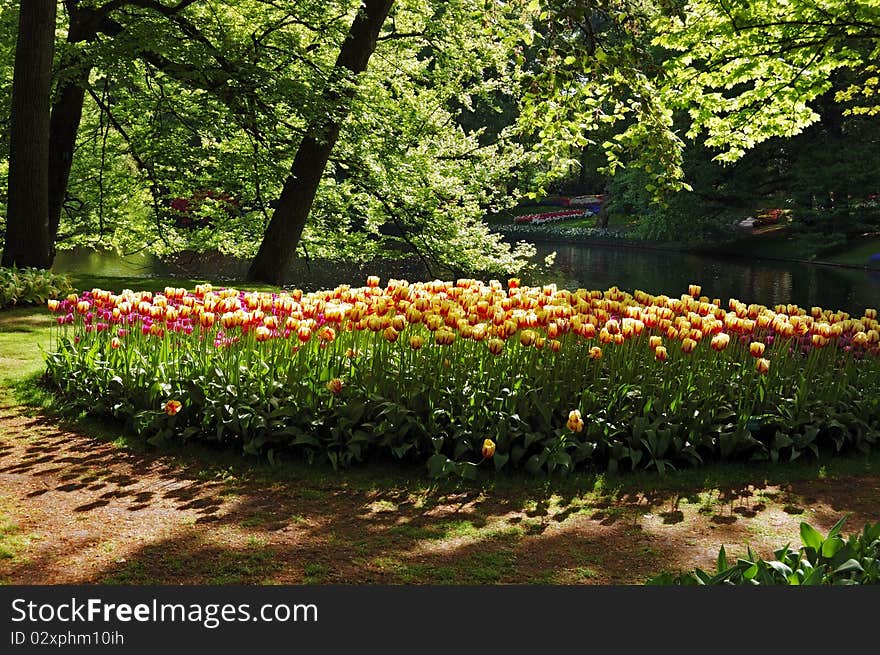 Beautiful sunny morning at the Keukenhof Gardens