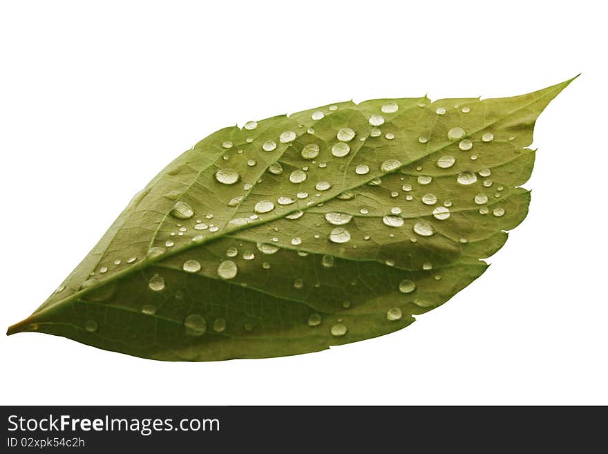 Green leaf isolated on white.