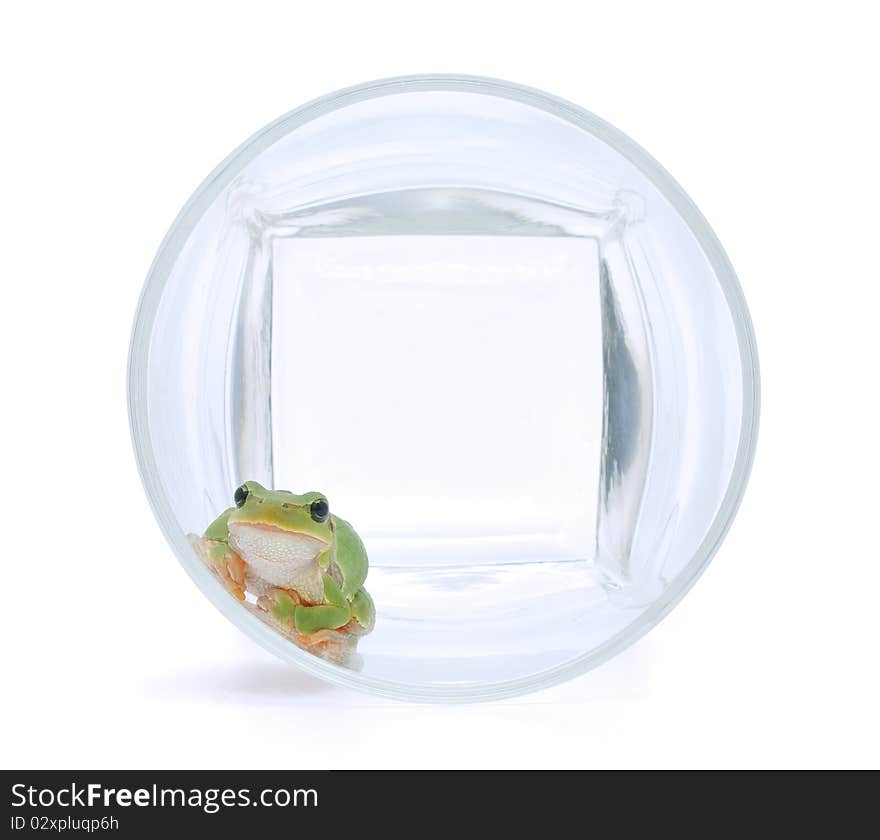 Frog In Glassful