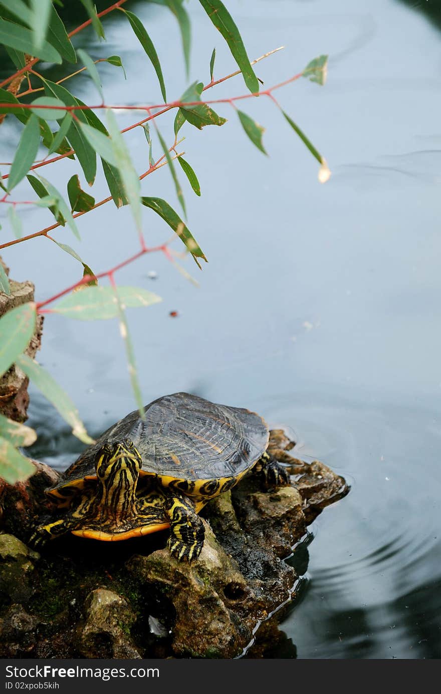 This beautiful turtle relaxes on a rock. This beautiful turtle relaxes on a rock