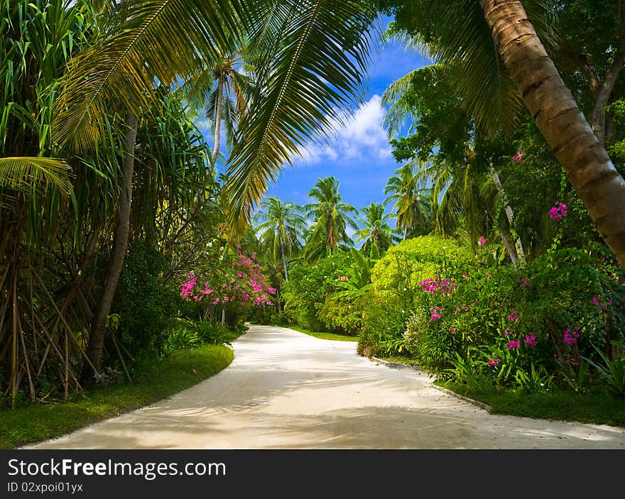 Pathway In Tropical Park