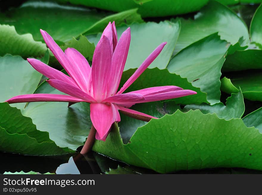 Water lily among green leaf