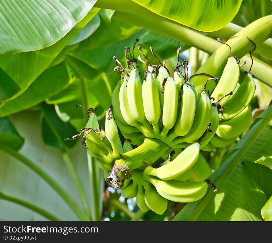 Green fresh Banana on tree and life