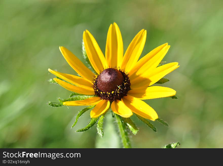 Black-Eyed Susan with a brown center. Green background. macro.a single flowerwith a brown center. Black-Eyed Susan with a brown center. Green background. macro.a single flowerwith a brown center.