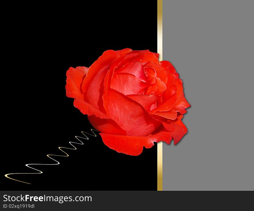 Bright red rose on a grey and black background. Bright red rose on a grey and black background