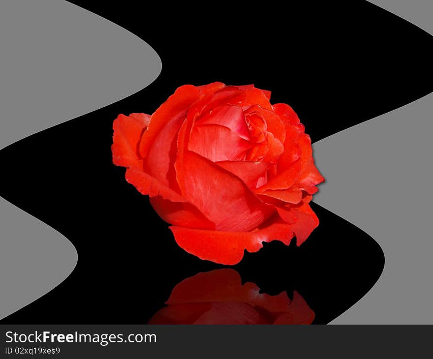 Bright red rose on a grey and black background. Bright red rose on a grey and black background