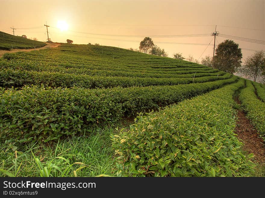 Tea field