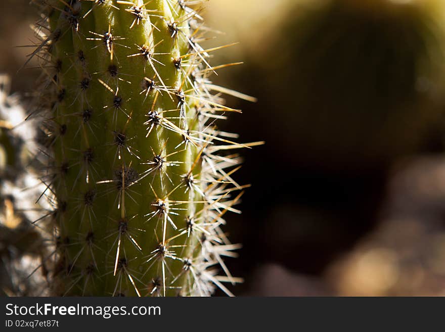 Cactus In Sunlight