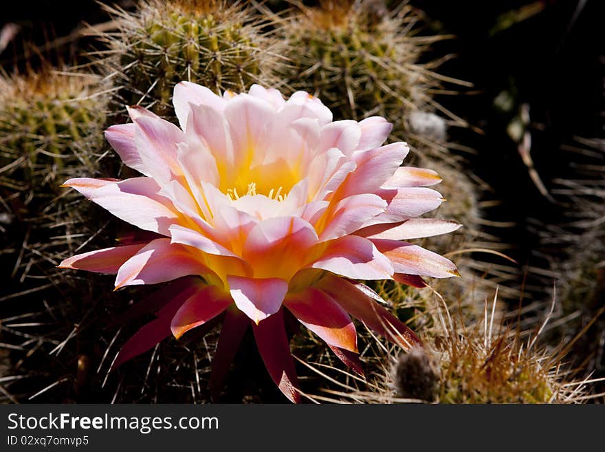 Pink Cactus Blossom