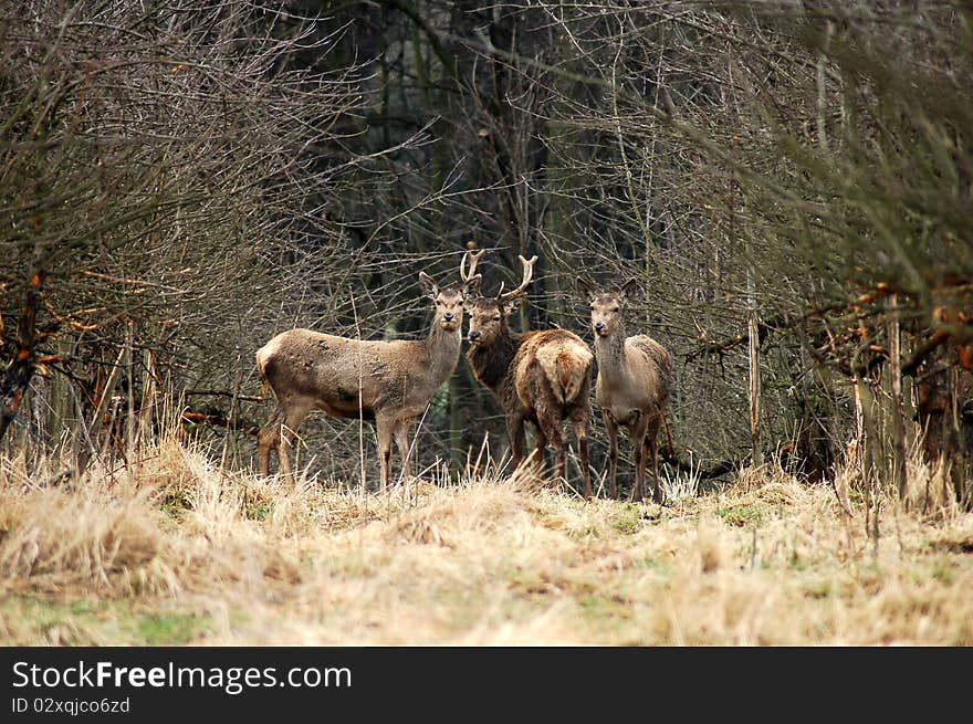 Cervus Elaphus