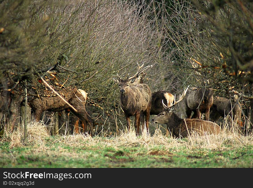 Cervus Elaphus