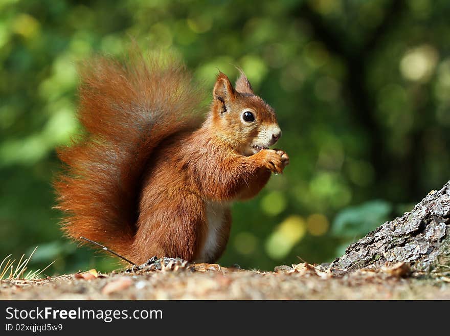 Sweet foxy squirrel eating something in a park. Sweet foxy squirrel eating something in a park