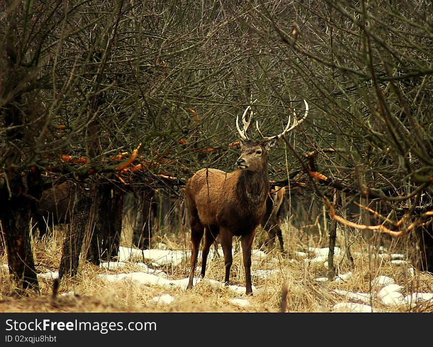 Cervus Elaphus